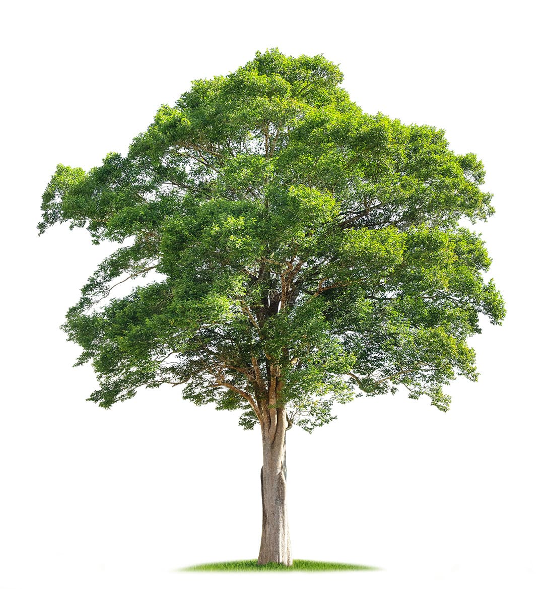 木の恵みで、御社の製品を未来へ。