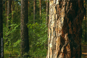 木肌のフィット感